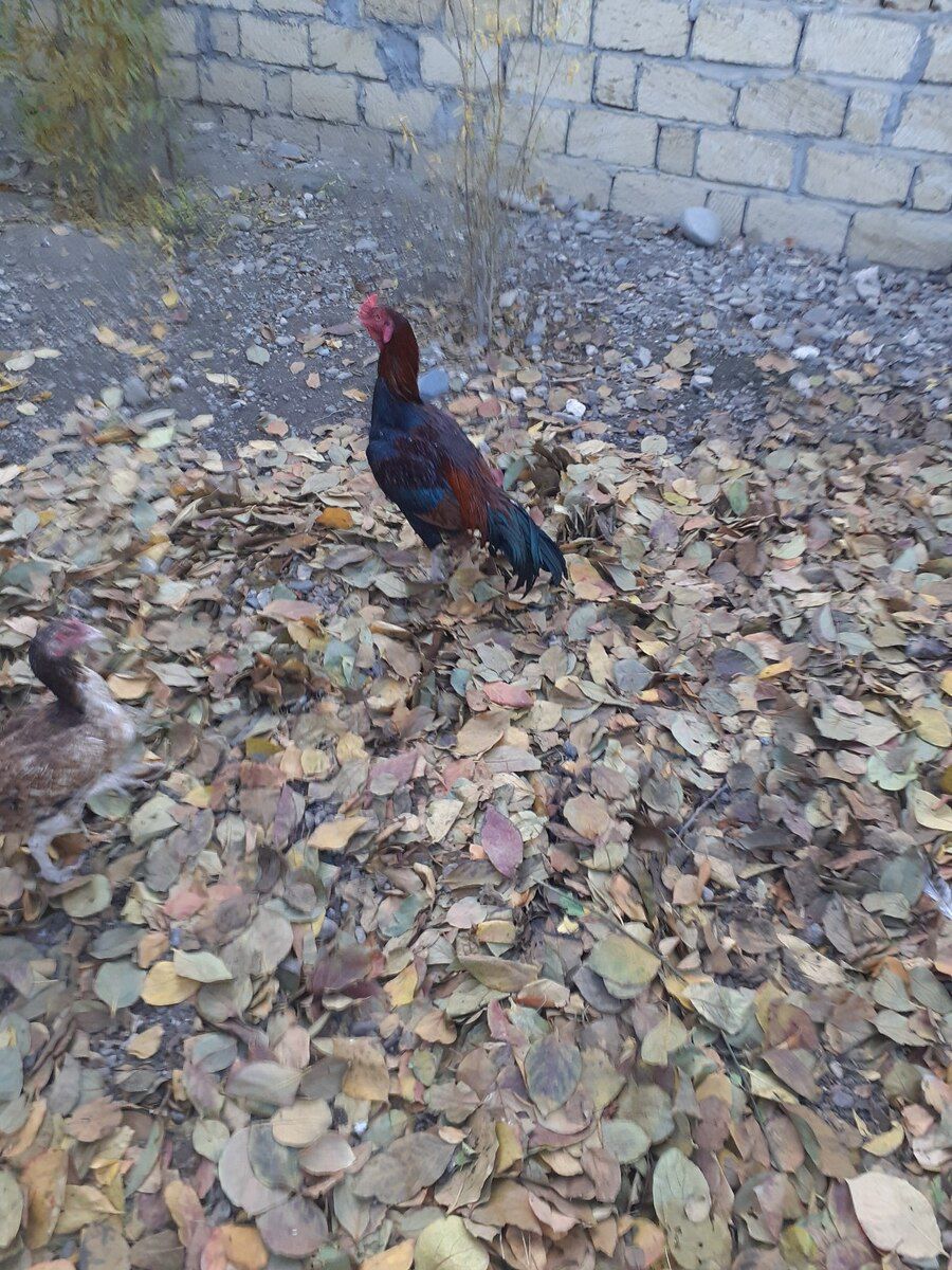 Heyratı — Quşlar, Gəncə