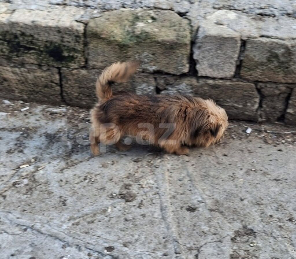Bolonka, 11 ay — Köpəklər, Mehdiabad (6)