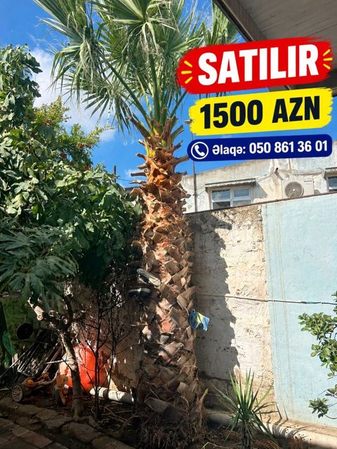 Vasinqton Palmasi satilir Agac Bulbule qesebesinde Bag heyetinde ekili — Bakı