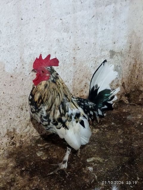 Yaponka xoruzu — Xaçmaz