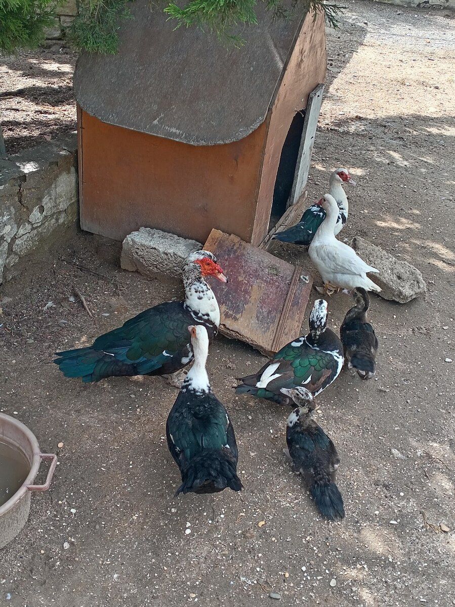 Ördəklər — Quşlar, Bakı (7)