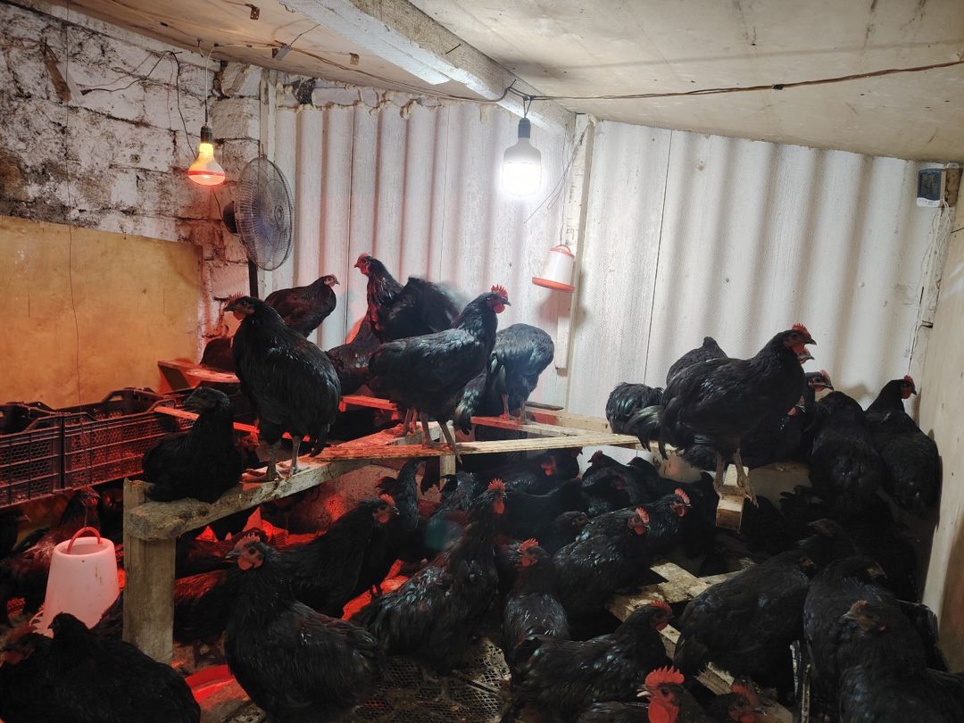 Avstralorp xoruzlar — Quşlar, Bakı (3)