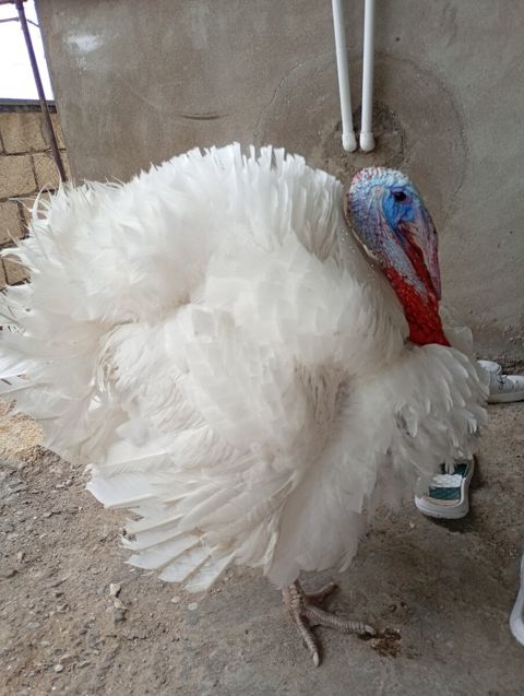 Hinduşka big 6 — Bakı