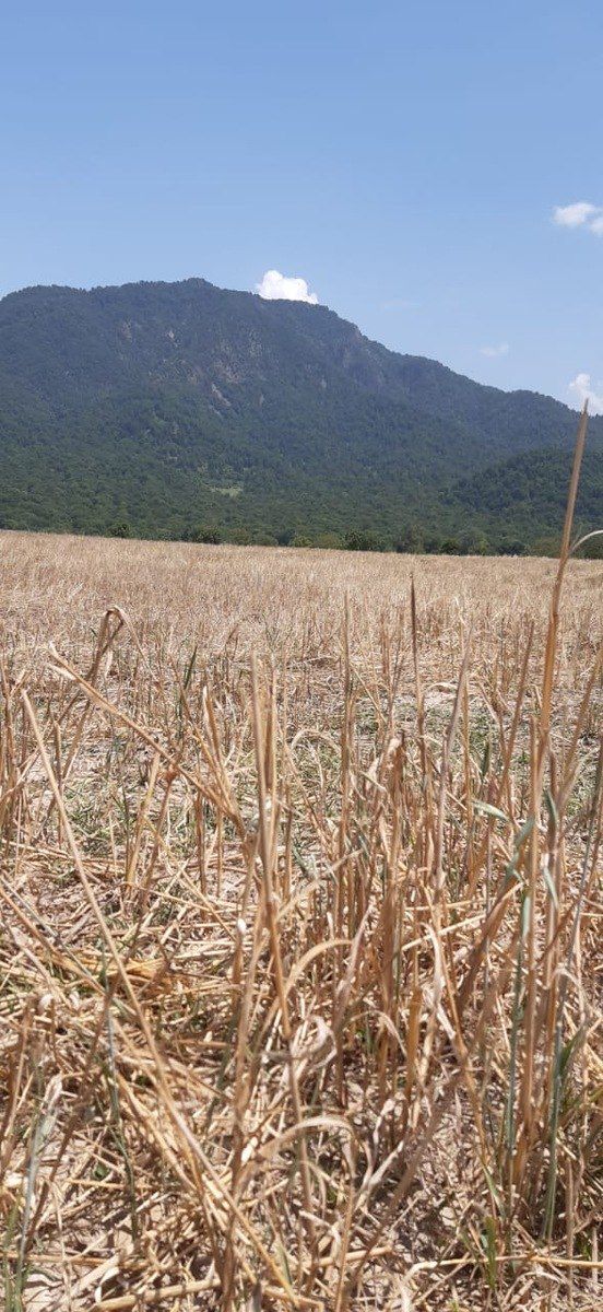 Satılır torpaq 45 sot — Torpaq, İsmayıllı (4)