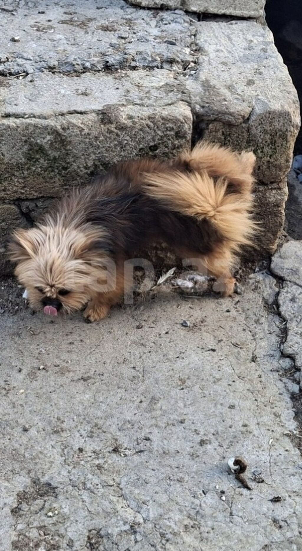 Bolonka, 11 ay — Köpəklər, Mehdiabad (2)