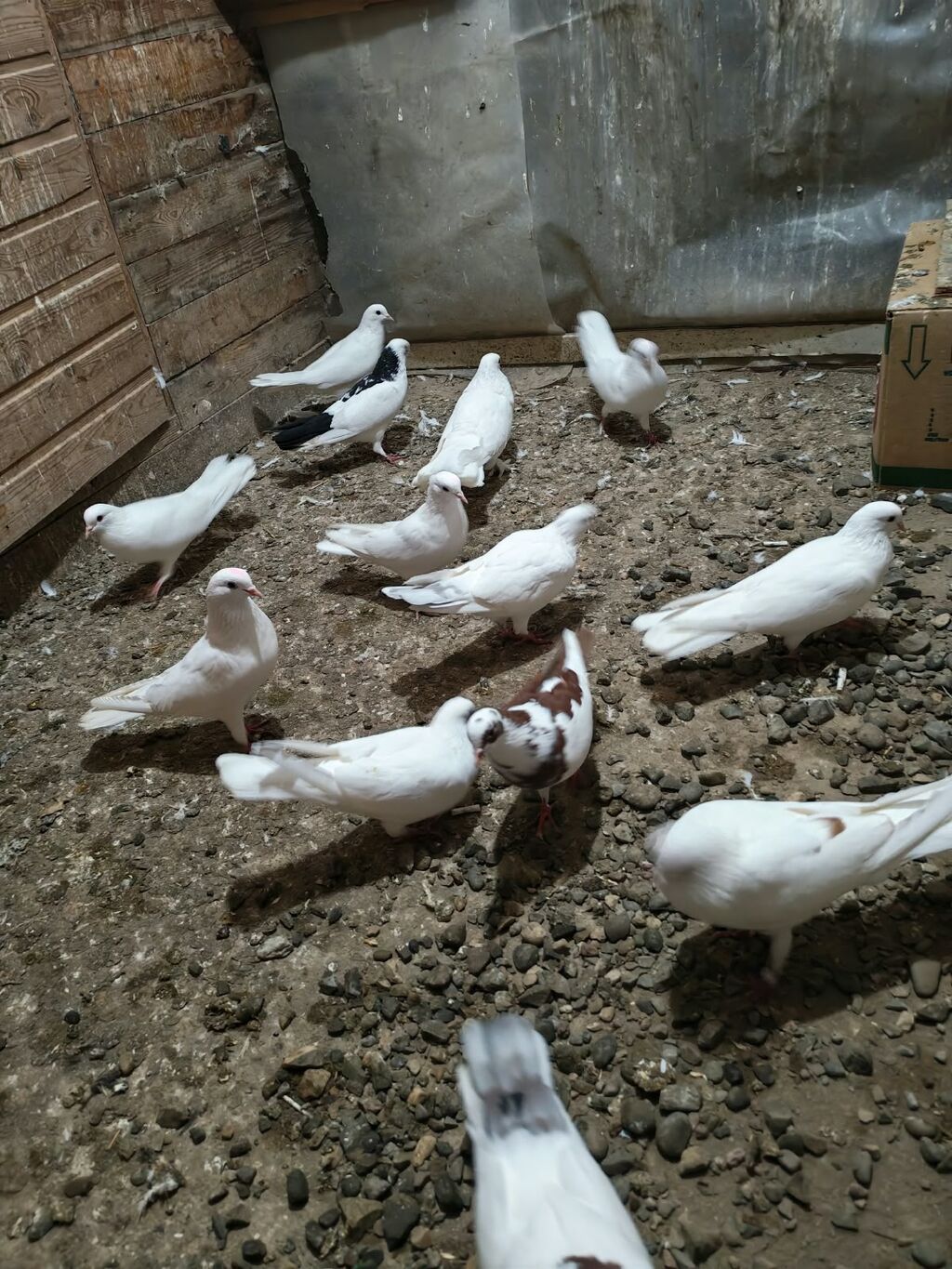 Məhsul: Göyərçinlər (ev quşları) — Göyərçin, Mehdiabad (7)