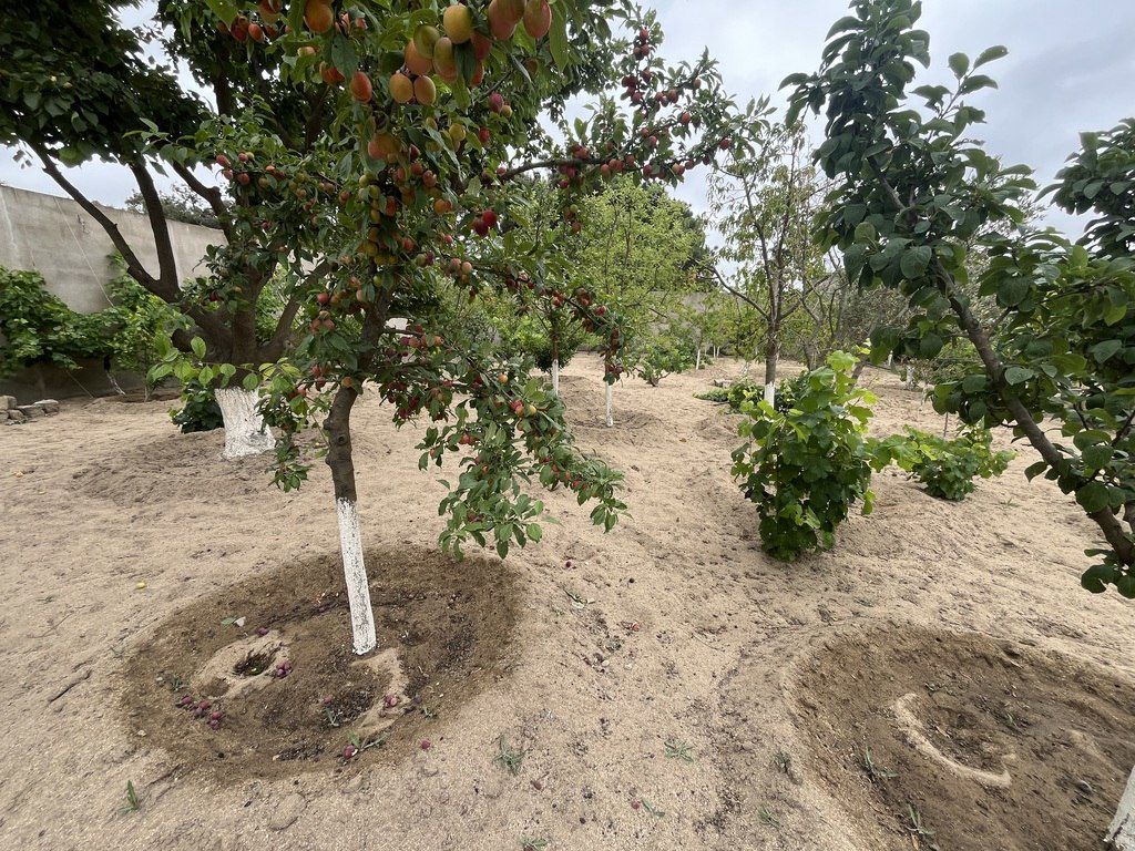 Satılır torpaq 24 sot — Torpaq, Bakı (4)