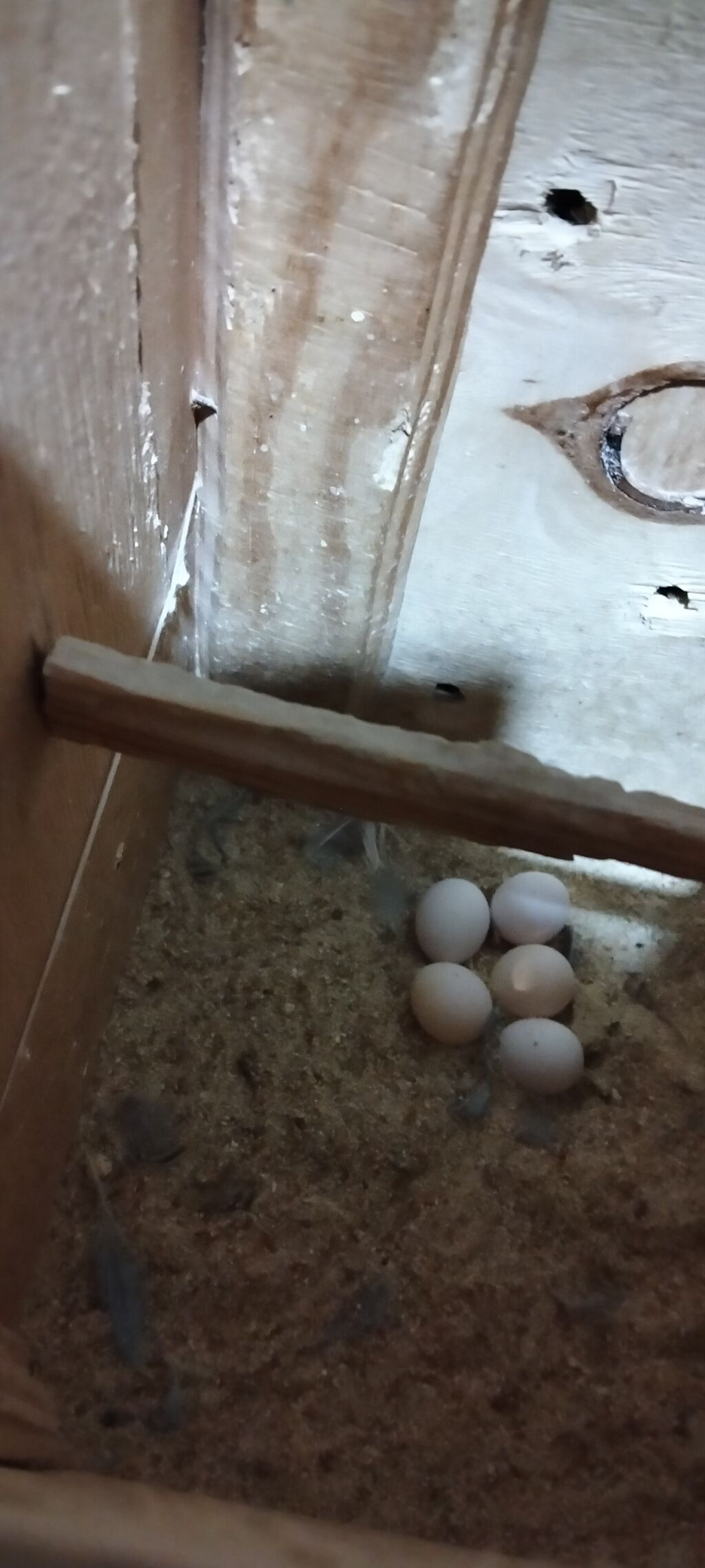 Məhsul: Nimfa (Cockatiel) cütü və qəfəssiz razılaşma olacaq Təsvir — Digərləri, Bakı (4)