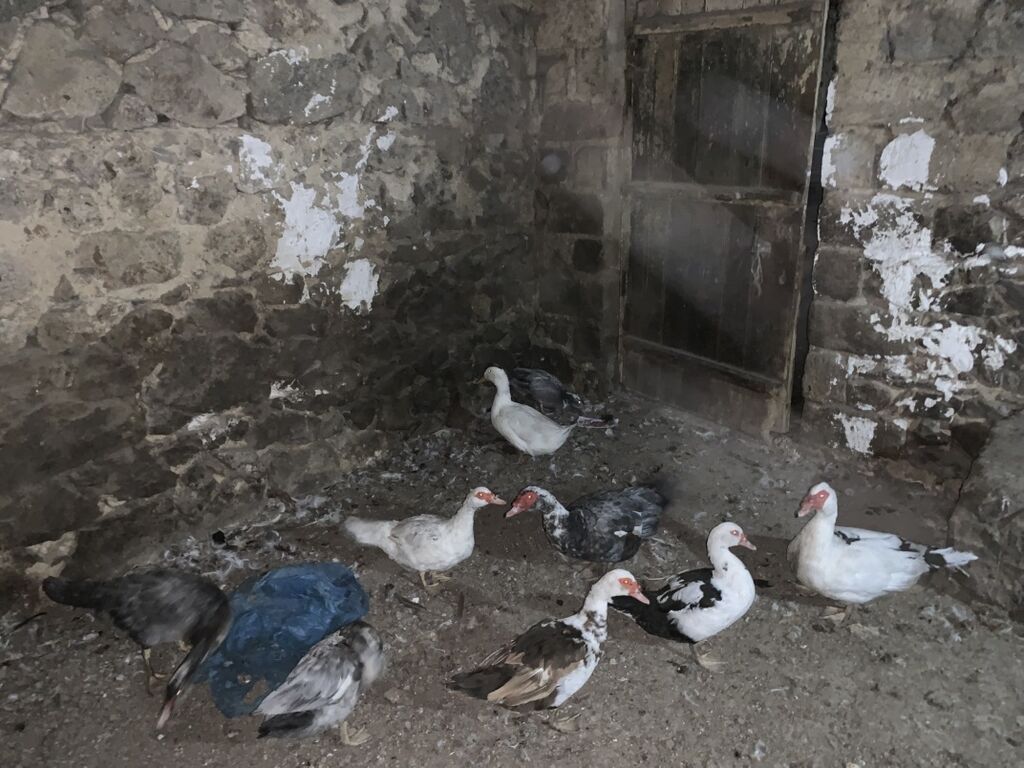 Musk ördəkləri (indo duck) – müxtəlif rənglərin qarışığında sürü — Digərləri, Şəmkir (2)