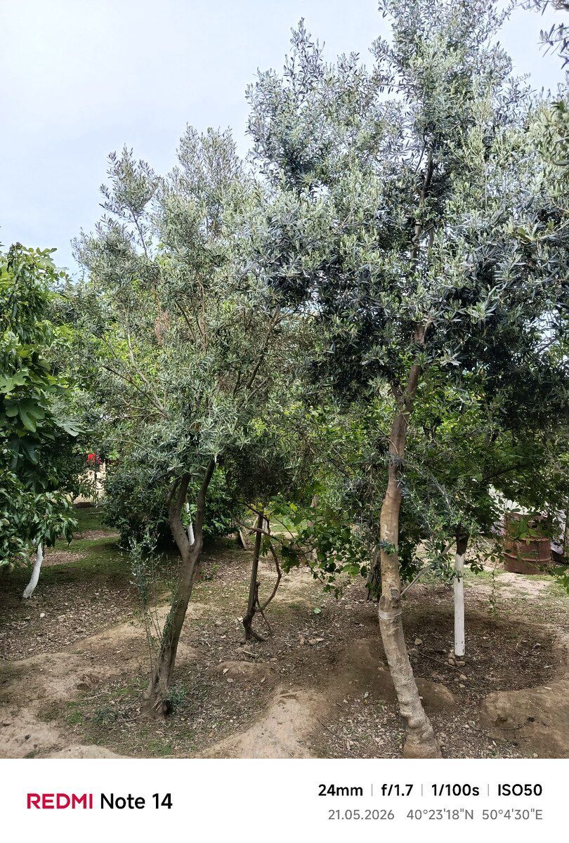 Zeytun ağacı — Bitkilər, Bakı