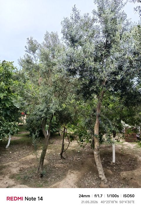 Zeytun ağacı — Bakı