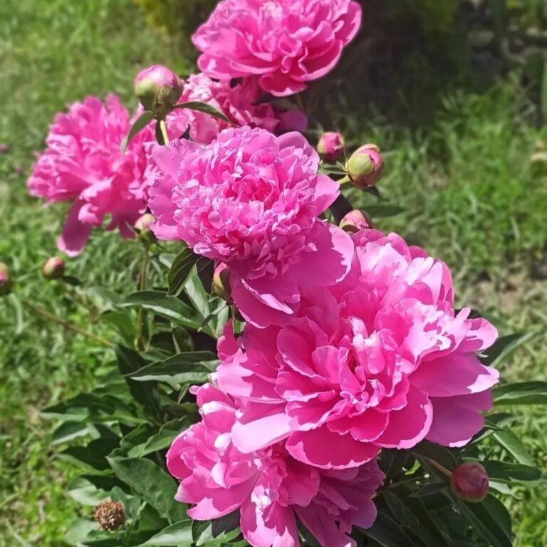 Pion gülü — Bitkilər, Bakı (3)