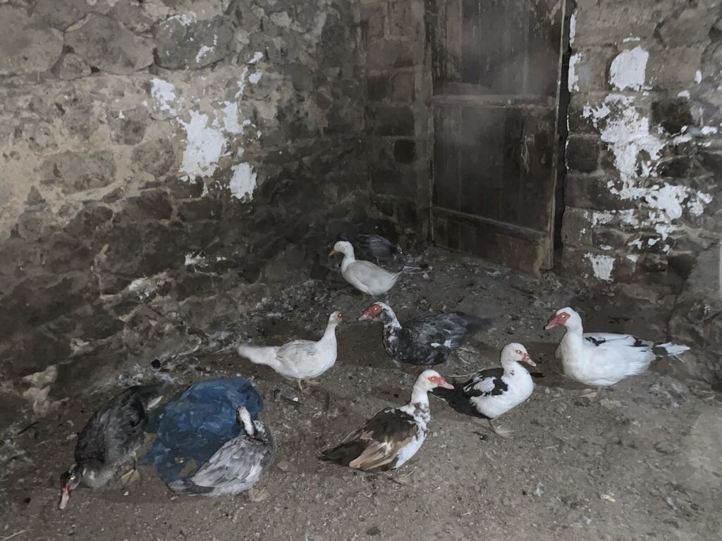 Musk ördəkləri (indo duck) – müxtəlif rənglərin qarışığında sürü — Digərləri, Şəmkir