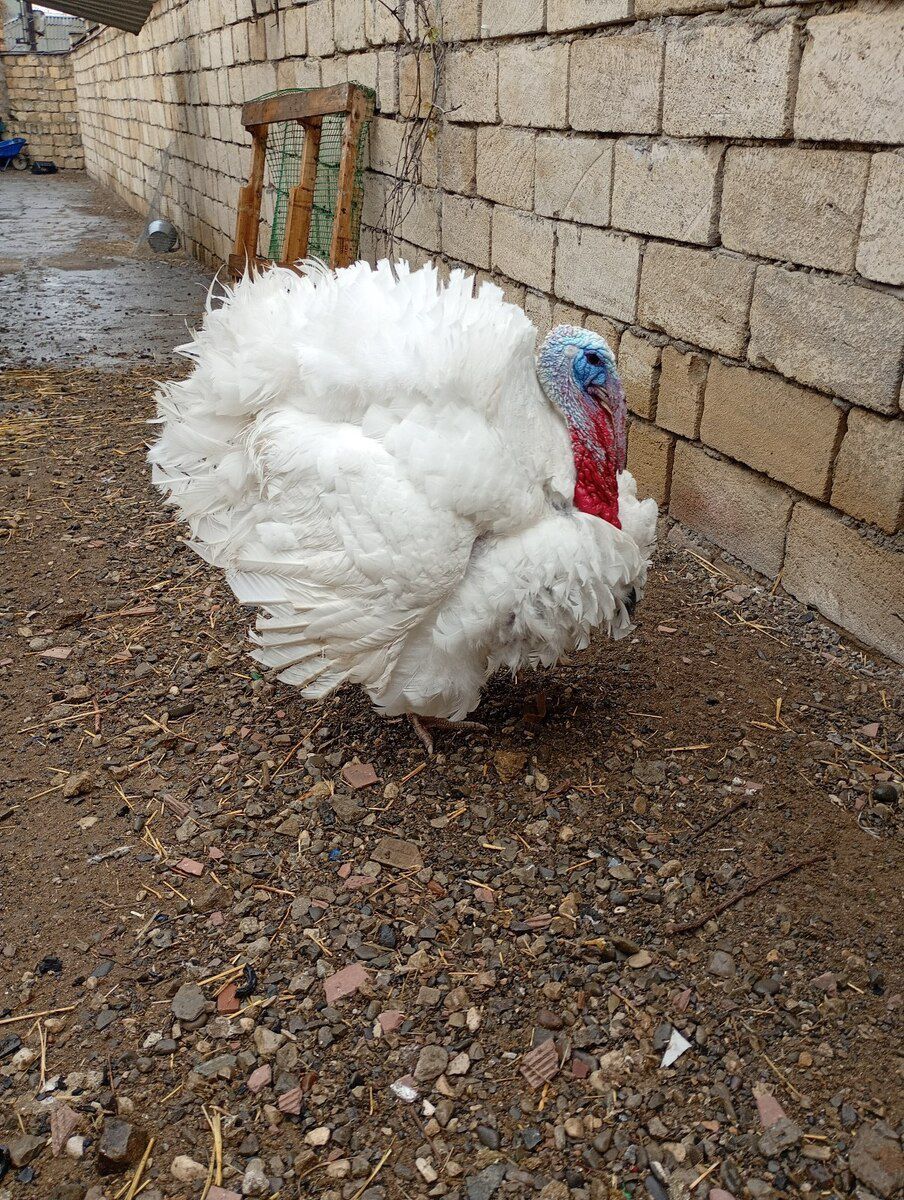 Hinduşka big 6 — Quşlar, Bakı (5)