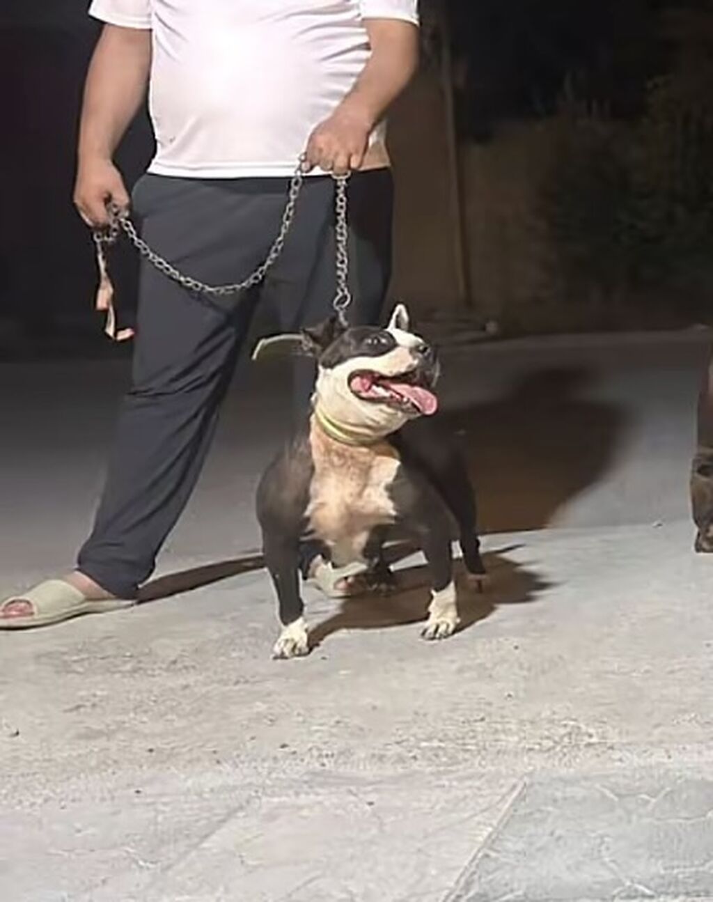 Pitbul, 4 il, Ünvandan götürmə — Köpəklər, Digah