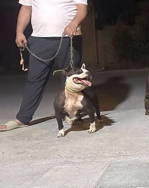 Pitbul, 4 il, Ünvandan götürmə — 150 ₼ · Digah · Köpəklər Pitbul, 4 il, Ünvandan götürmə — Digah