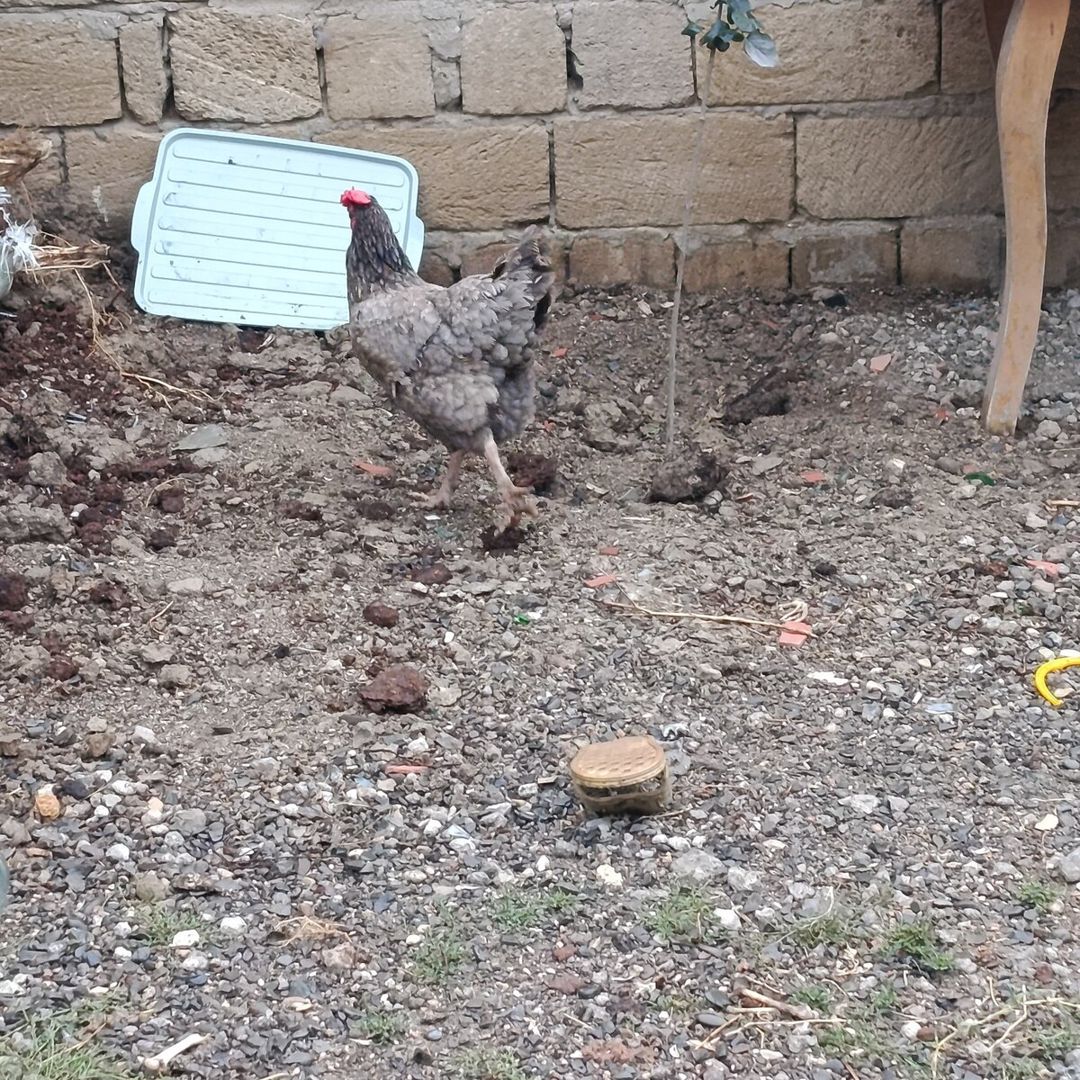 Toyuqlar — Quşlar, Sumqayıt (2)