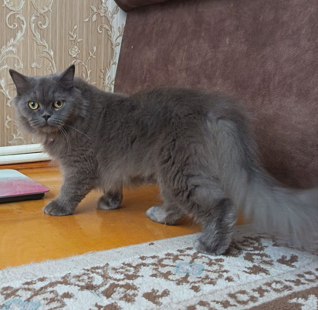 Şotland, Erkək, Yaxşı əllərə — Pişiklər, Masazır (3)