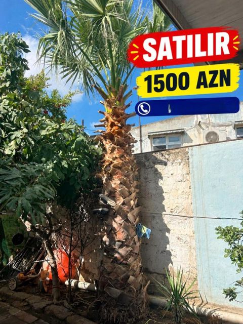 Vaşınqton palması — 1 500 ₼ · Bakı · Bitkilər Vaşınqton palması — Bakı