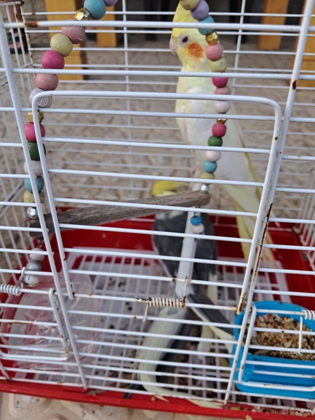 Məhsul: Nimfa (Cockatiel) cütü və qəfəssiz razılaşma olacaq Təsvir — Digərləri, Bakı (3)