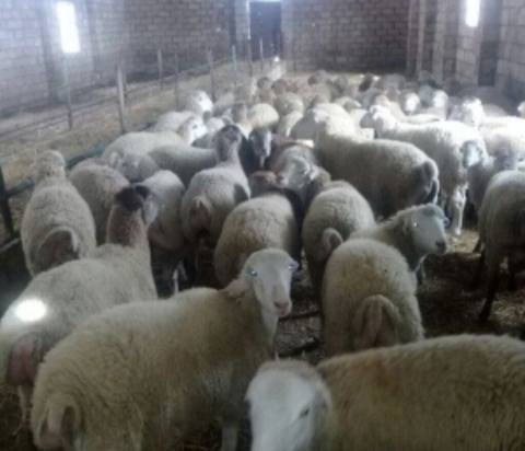 Məhsul: Qoyunlar Beylaqan tatallar sortu və hündür sarı kərə, boz kərə — 900 ₼ · Goranboy · Kənd təsərrüfatı heyvanları Məhsul: Qoyunlar Beylaqan tatallar sortu və hündür sarı kərə, boz kərə — Goranboy