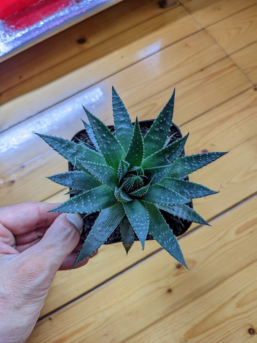 Aloe Aristata — Bitkilər, Sumqayıt (4)