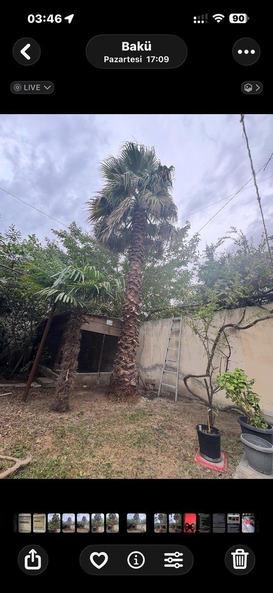 Palma ağacı — Bitkilər, Bakı (6)