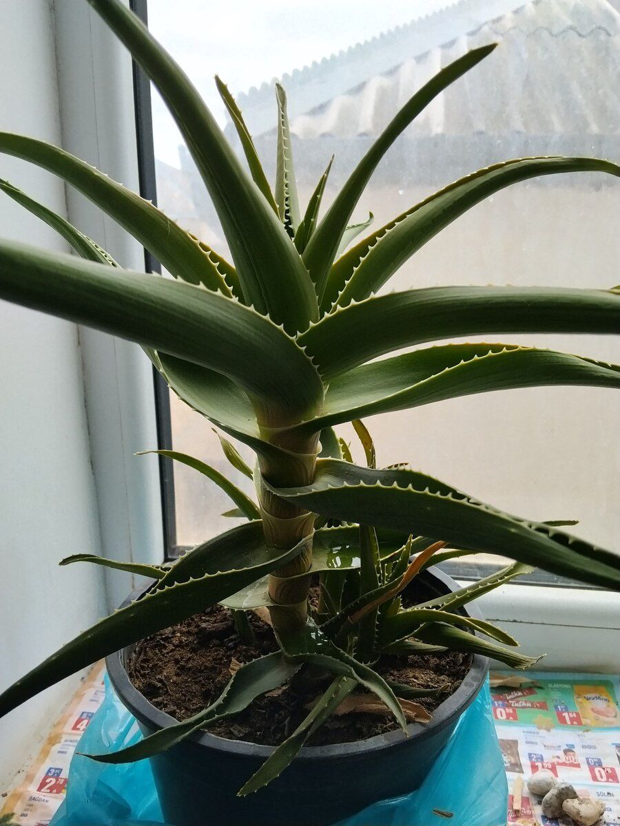 Aloe gülü — Bitkilər, Bakı