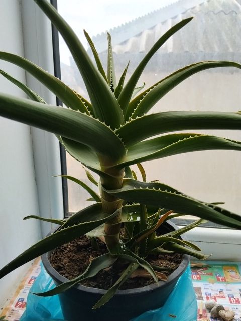 Aloe gülü — Bakı