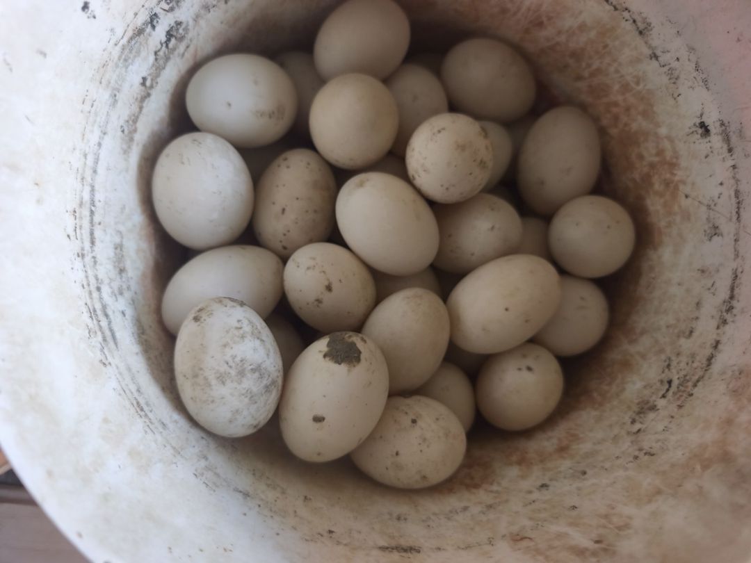 Ördəklər — Quşlar, Hacıqabul (3)