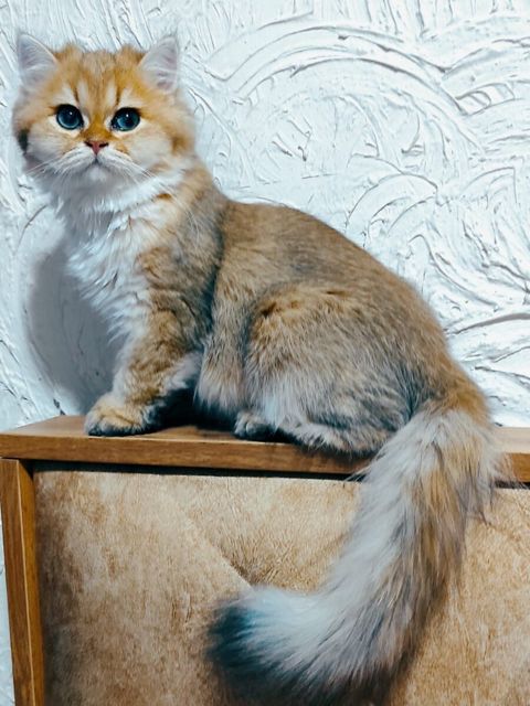 Золотая британская шиншилла для вязки — Bakı