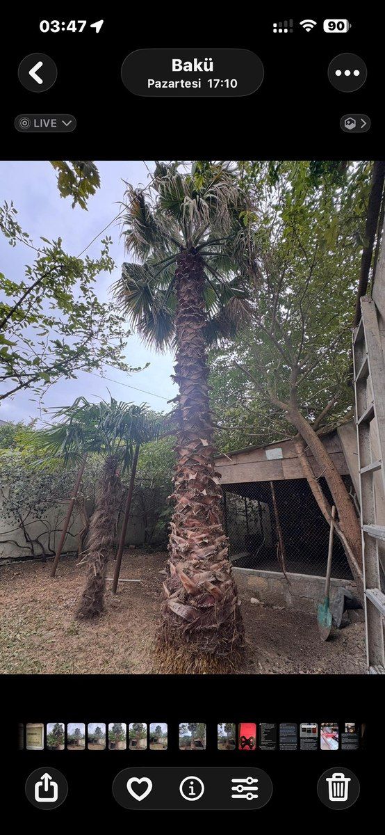 Palma ağacı — Bitkilər, Bakı (7)