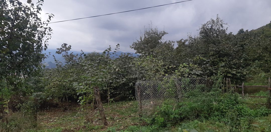 4 sot torpaq sahəsi, Quba r — Torpaq, Quba (2)