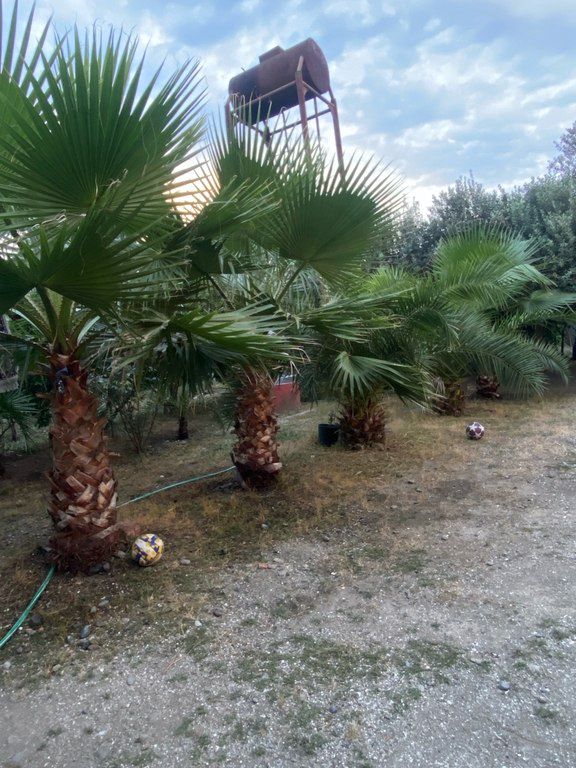 Xurma və Vaşinqton ağacı — Bitkilər, Astara (6)