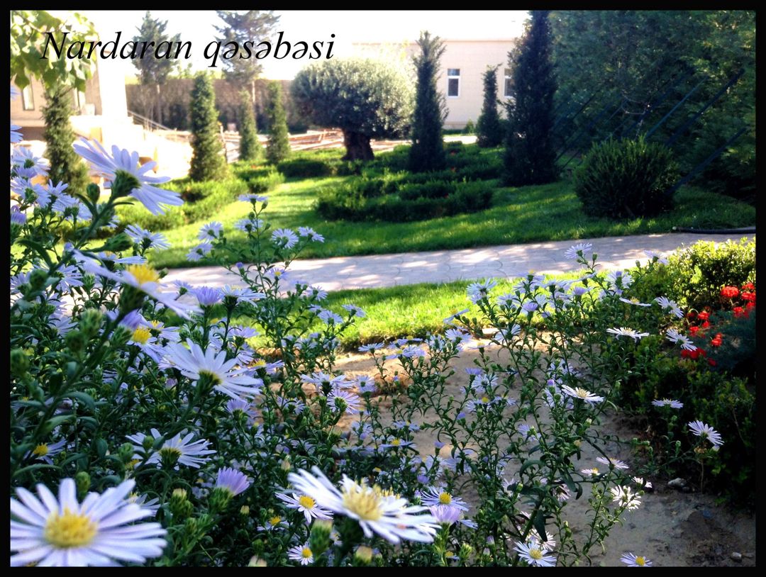Landşaft dizaynı — Təmir və inşaat, Bakı (9)