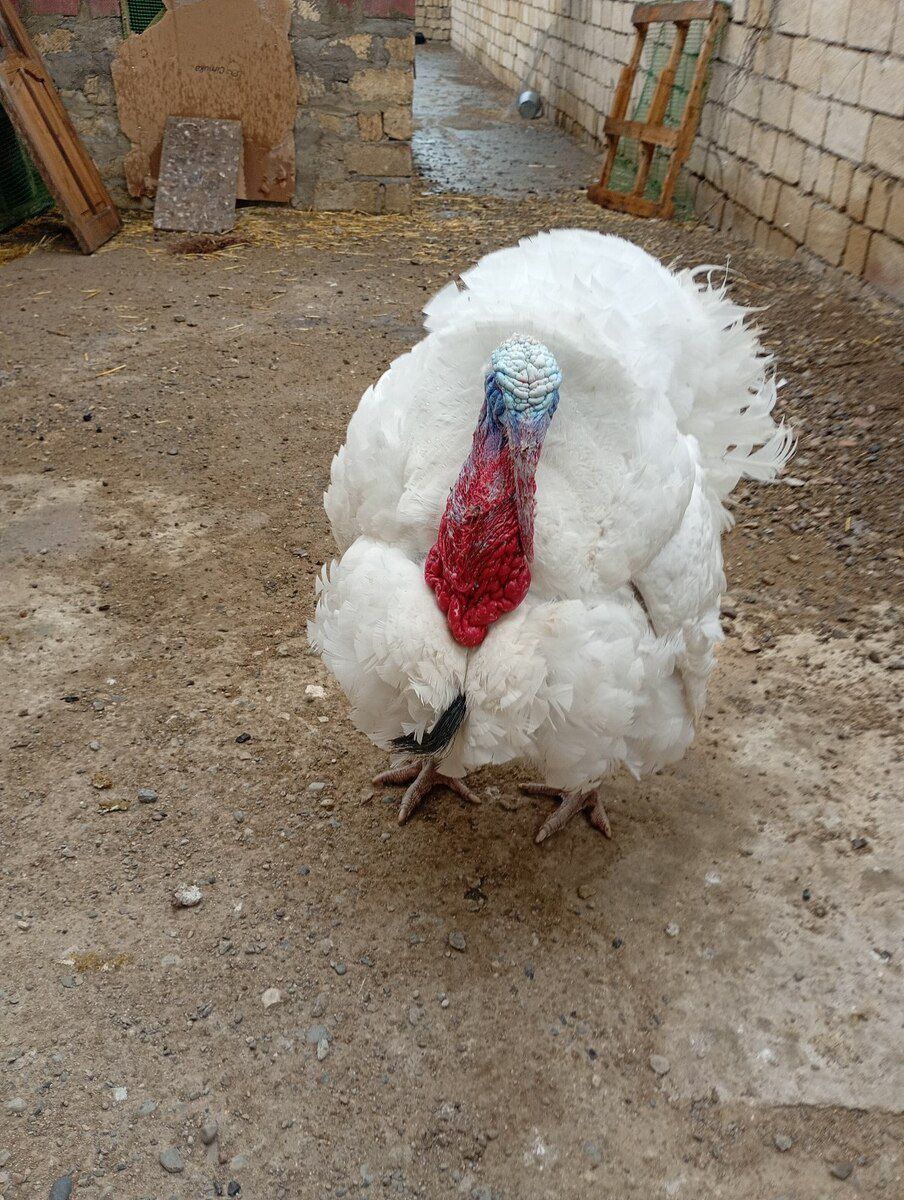 Hinduşka big 6 — Quşlar, Bakı (2)