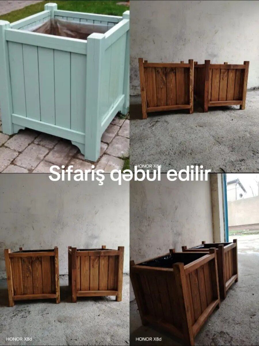 Dibçəklər — Bitkilər, Bakı (5)