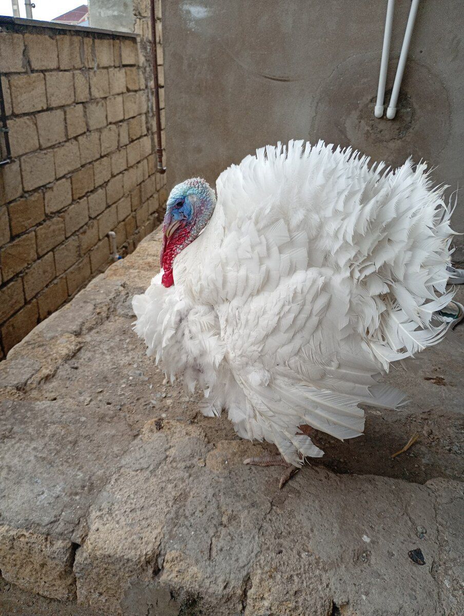 Hinduşka big 6 — Quşlar, Bakı (4)