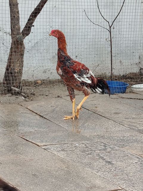 Toyuq, Damazlıq — Xırdalan