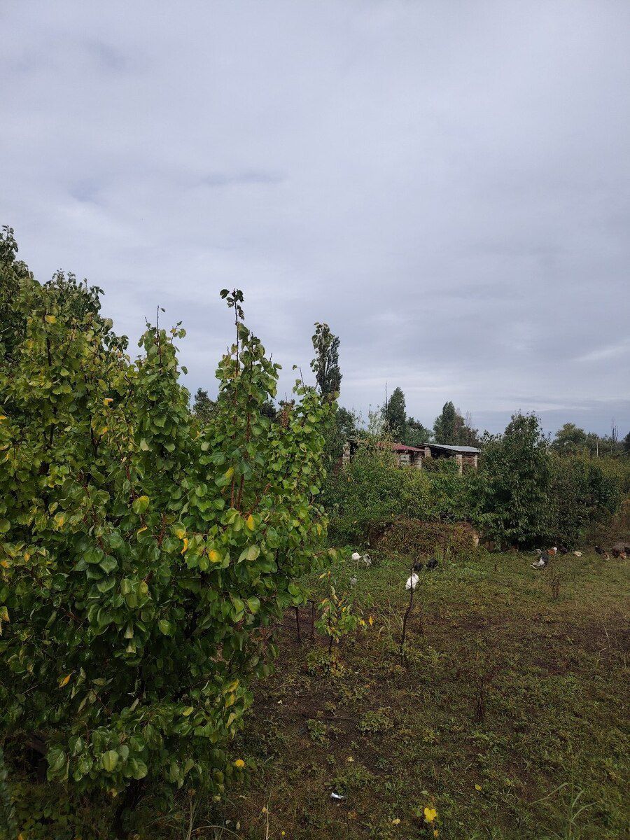 14 sot torpaq sahəsi, Xaçmaz r — Torpaq, Xaçmaz (8)