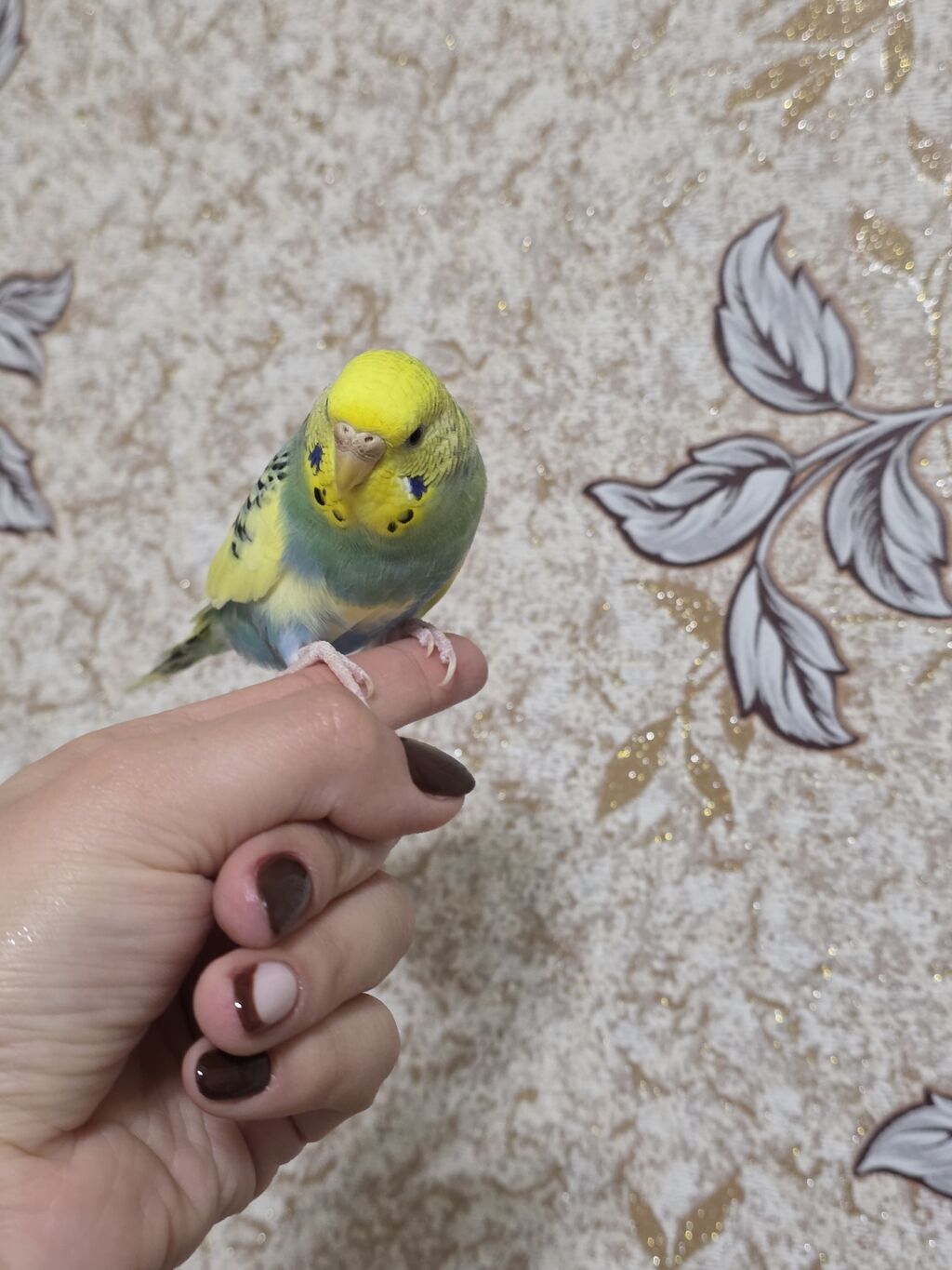 Qəfaslə birlikdə hazır cüt volnistiy satılir. dişi quş ələ öyradilmiş — Tutyun papağayı, Ağdam (9)