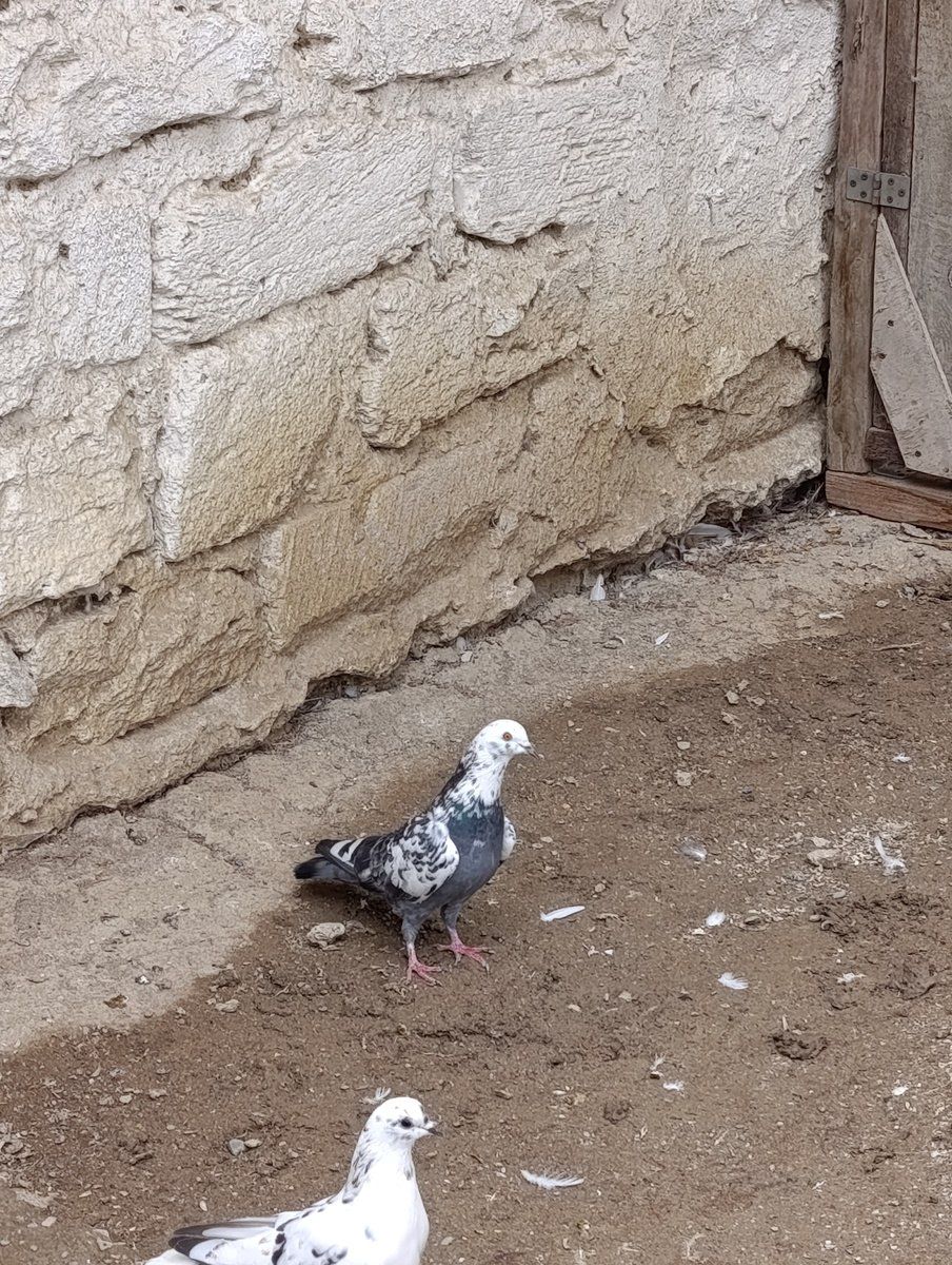Göyərçinlər — Quşlar, Bakı