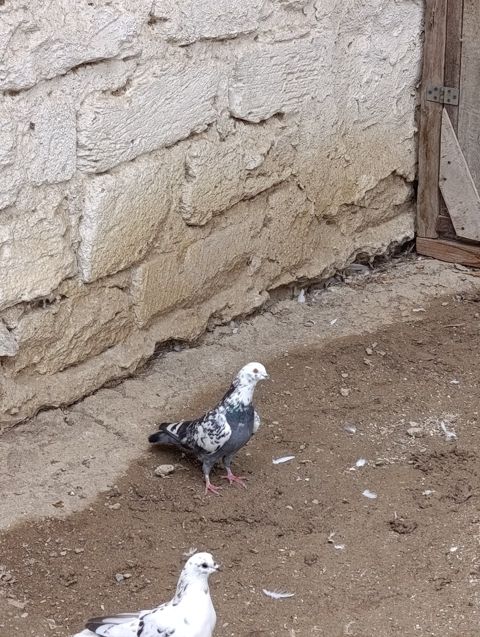 Göyərçinlər — Bakı