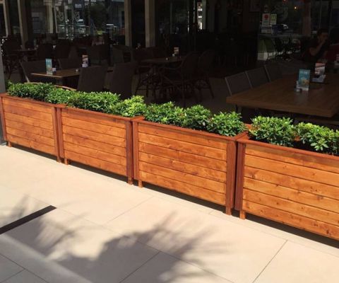 Restoranlar üçün dibçək — 100 ₼ · Bakı · Bitkilər Restoranlar üçün dibçək — Bakı