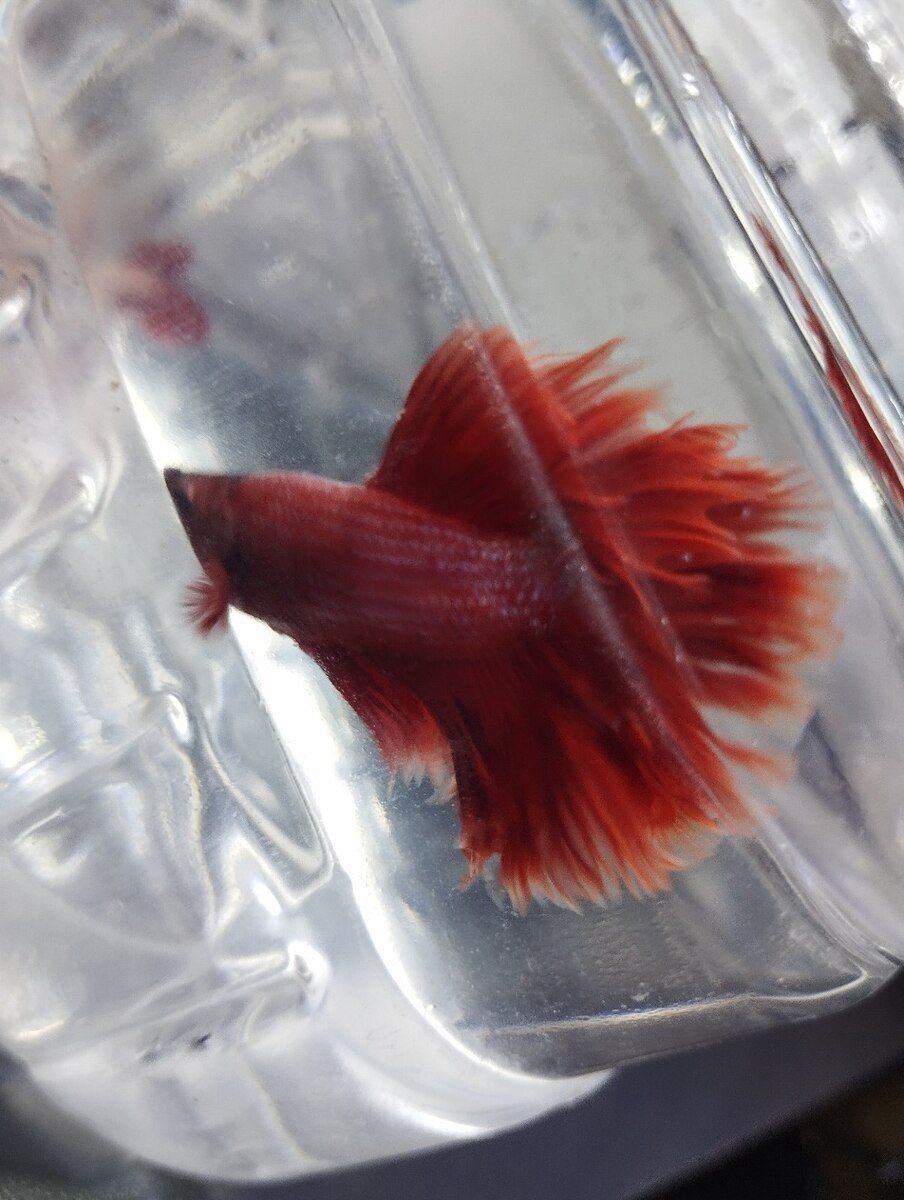 Betta balığı — Akvariumlar və balıqlar, Bakı (4)