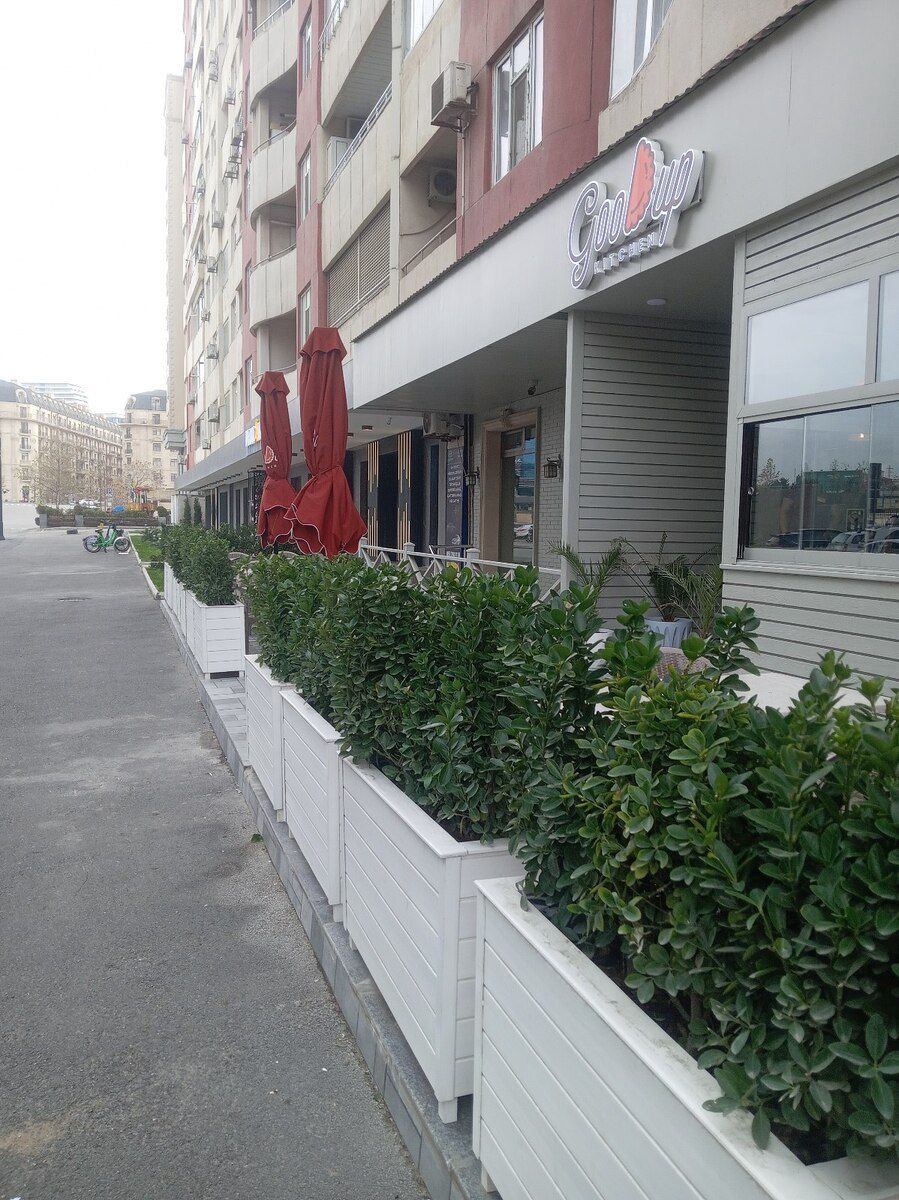 Dibçəklər — Bitkilər, Bakı (5)