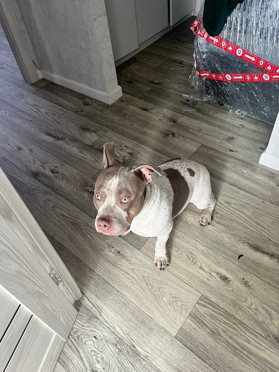American Bully (standard) — Köpəklər, Bakı (3)