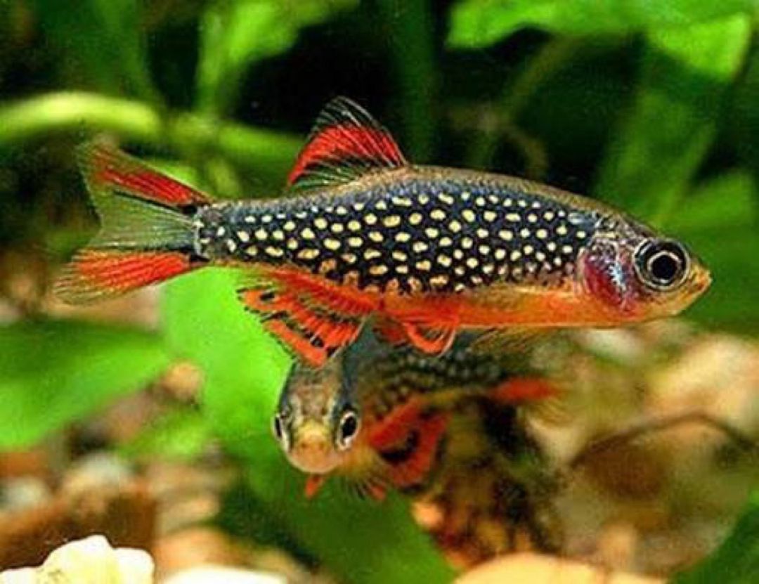 Ülduzlar Mirvarisi Danio (Qalaktika Rasborası) — Akvariumlar və balıqlar, Bakı (2)