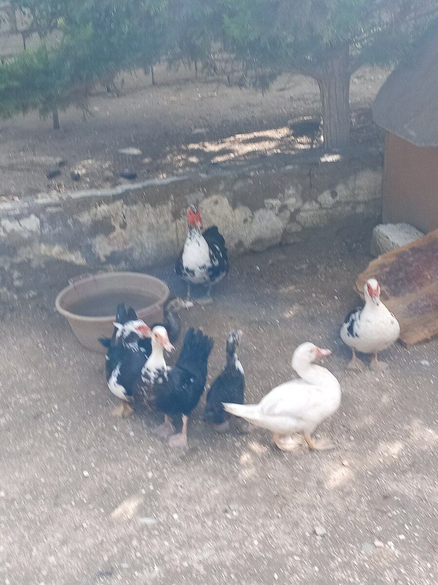 Ördəklər — Quşlar, Bakı (3)