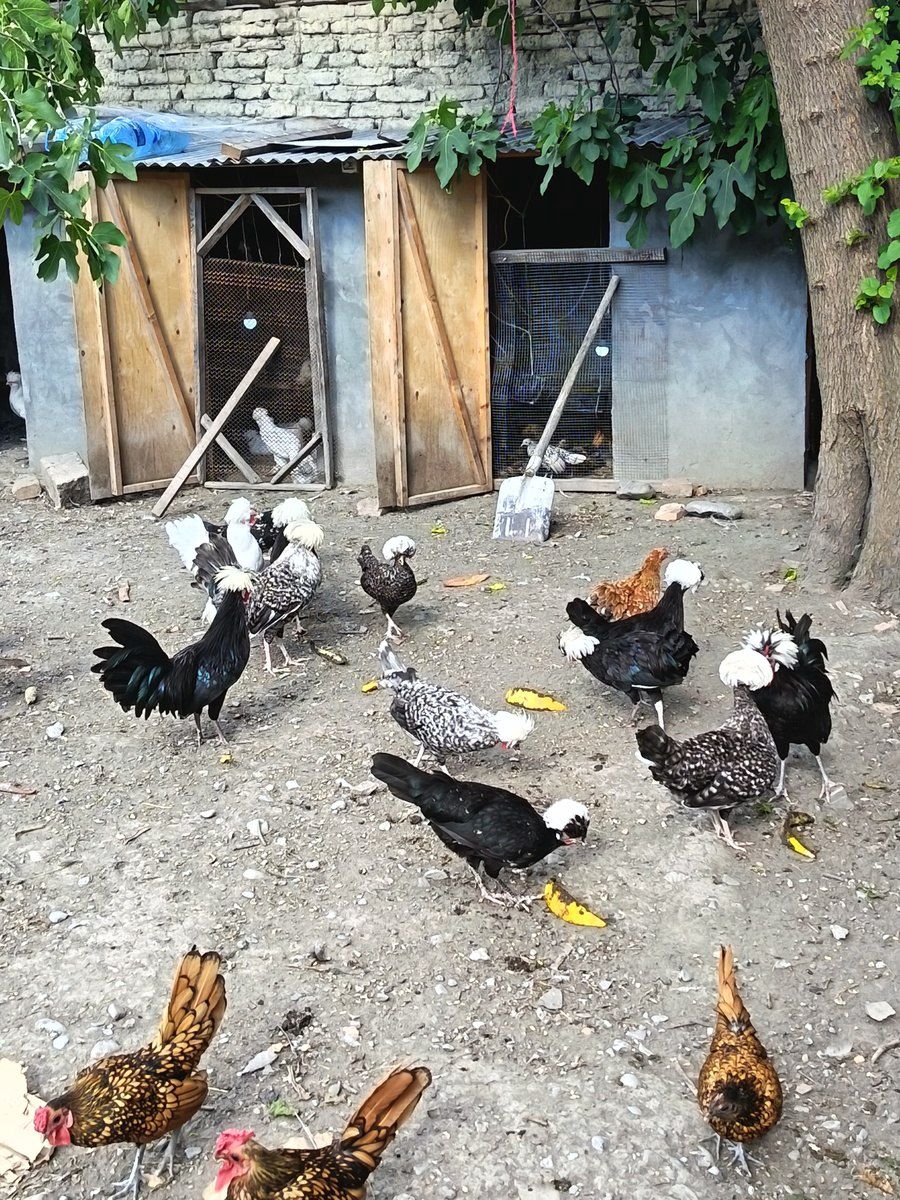 Toyuqlar — Quşlar, Şəki (6)